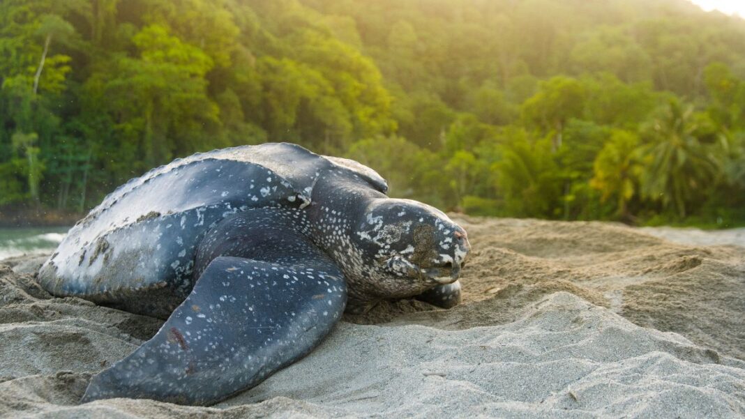 Endangered Species in the Caribbean: Leatherback sea turtle